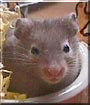 Ashley the Syrian Hamster