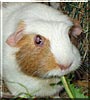 Jessie the Guinea Pig