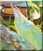 Spike the Jackson Chameleon