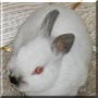 Daisy the Dwarf rabbit