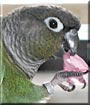 Pistachio the Green Cheeked Conure