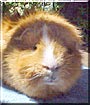 Rodney the Abyssinian Guinea Pig