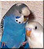Sweetie, Diddo the Parakeets