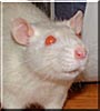 Sirus the Rat