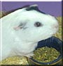 Meeko the Guinea Pig