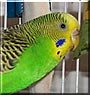 Piccolo the Parakeet