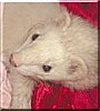 Angel the Ferret