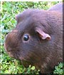 Minky the Guinea Pig