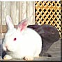 Snowball, Dixie the Mini Lop Rabbits