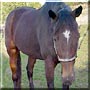 Willow the Thoroughbred