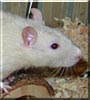 Screwball the Hooded Rat