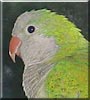 Prettycat the Quaker parrot