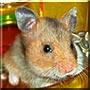 Lilo the Syrian Hamster