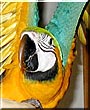 Mac the Blue and Gold Macaw