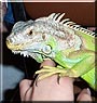 Tiny the Green Iguana