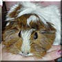 Milagro the Guinea Pig