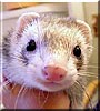 Missy the Ferret