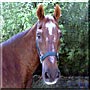 King Babs the American Quarter Horse