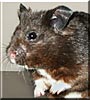 Hienrich the Syrian hamster