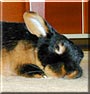 Happy the Black & Tan rabbit