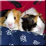 Gizmo and Fluffy the Guinea Pig