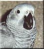Buzzer the African gray parrot