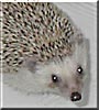 Pudge the Hedgehog