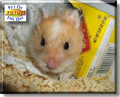 Potus, the Pet of the Day