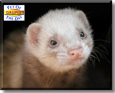 Druple, the Pet of the Day