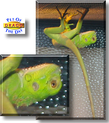 Drago, the Pet of the Day