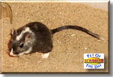 Scribbles, the Pet of the Day