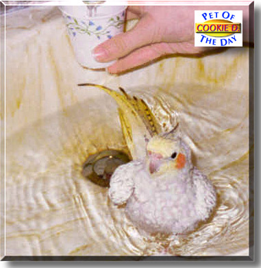 Cookie D., the Pet of the Day