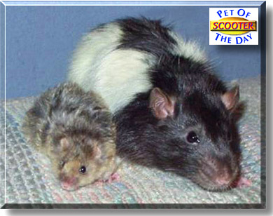 Scooter, the Pet of the Day
