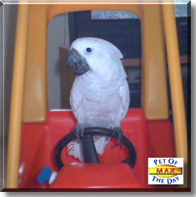 Max, the Pet of the Day