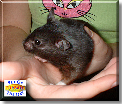 Furball, the Pet of the Day