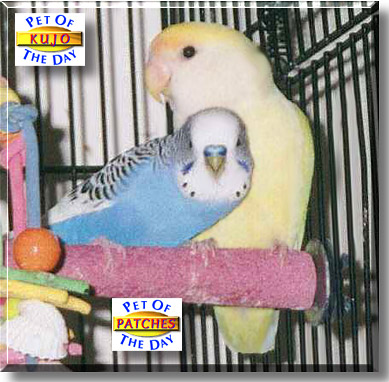 Kujo, Patches, the Pet of the Day