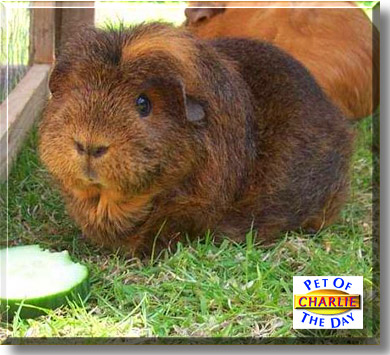 Charlie, the Pet of the Day