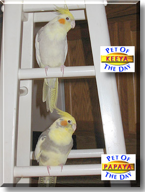 Keeya & Papaya, the Pet of the Day