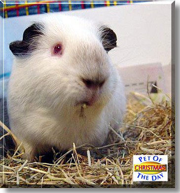 Christmas, the Pet of the Day
