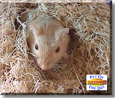 Sunshine, the Pet of the Day