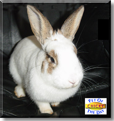 Chicky, the Pet of the Day