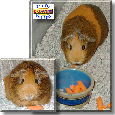 Auntie Brownie, the Pet of the Day