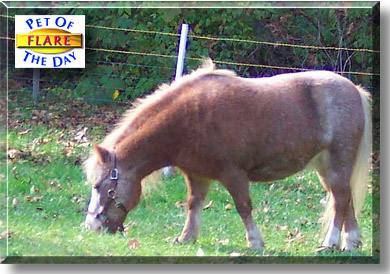 Flare, the Pet of the Day