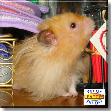 Fatty, the Pet of the Day