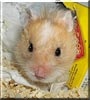 Potus the Syrian hamster