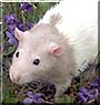 Frisco the Fancy rat
