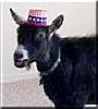 Cooper the African Pygmy Goat