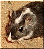 Scribbles the Gerbil
