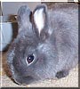 Wascal the Rabbit
