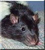 Scooter the Hooded Rat